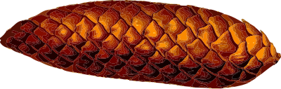 Pine cone (detailed) clipart
