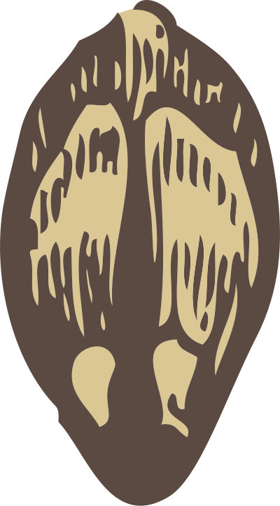 Pine seed clipart