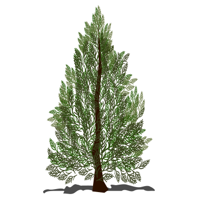 Pine tree clipart