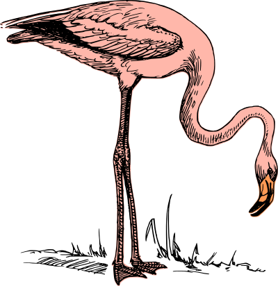 Pink flamingo clipart