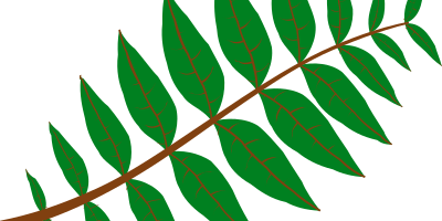 Pinnate Leaf clipart