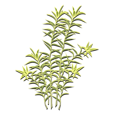 Plant-01 clipart