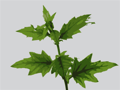 Plant 01 clipart