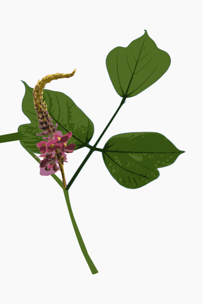 Plant 02 clipart