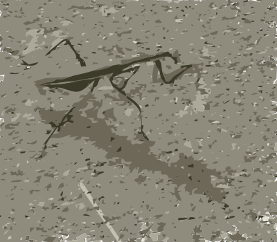 Praying Mantis clipart