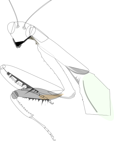Praying Mantis clipart