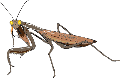 Praying mantis clipart