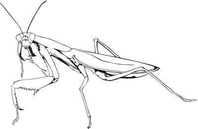 Praying mantis (outline) clipart