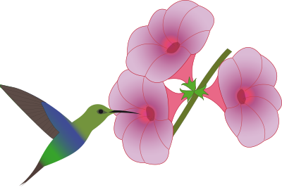 Pretty hummingbird clipart