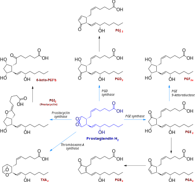 Prostanoid Synthesis clipart