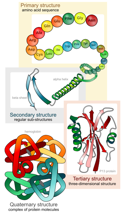 Protein structure levels clipart