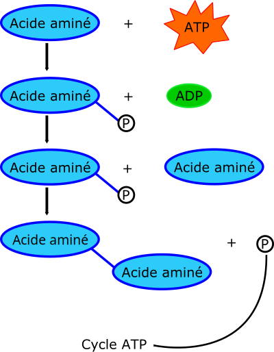Proteine clipart