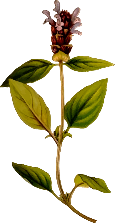 Prunella vulgaris clipart