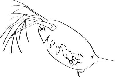 Puce d eau clipart