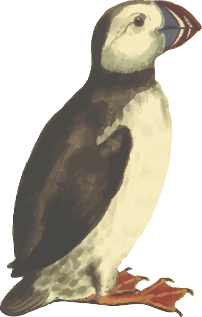 Puffin (isolated) clipart