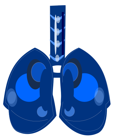 Pulmon clipart