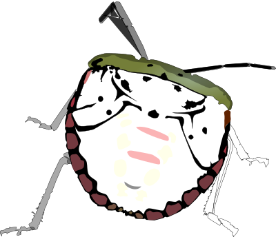 Punaisa clipart