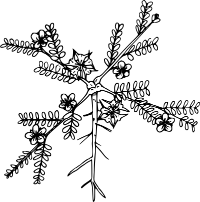Puncture vine clipart