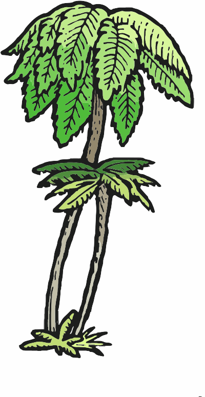 Punga Tree Fern clipart