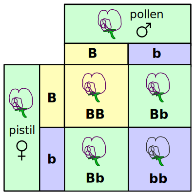 Punnett square mendel flowers clipart
