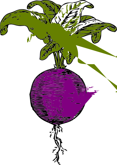Purple beet clipart