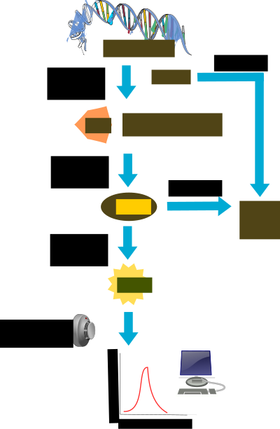 Pyrosequencing clipart