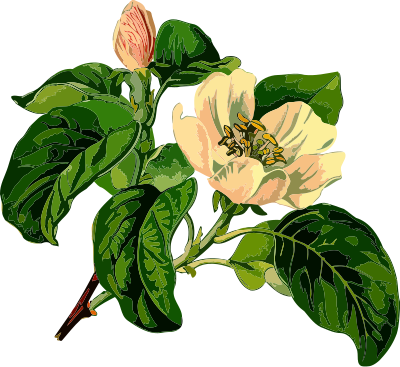 Quince 2 (low resolution) clipart