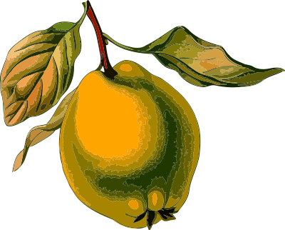Quince 3 (low resolution) clipart