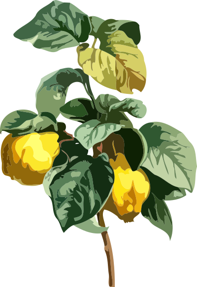 Quince (low resolution) clipart