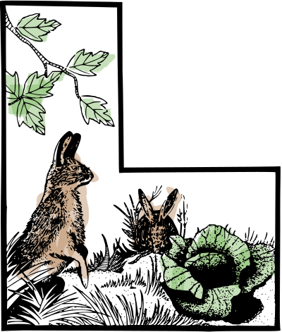 Rabbits Watercolour clipart