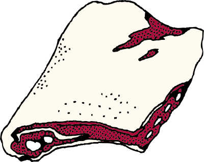 Rack of ribs clipart