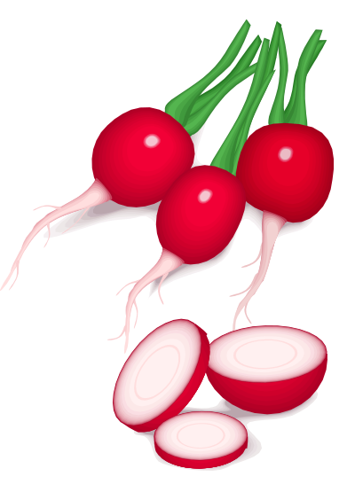 Radishes clipart