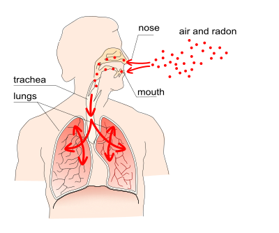 Radon entering human respiratory system clipart