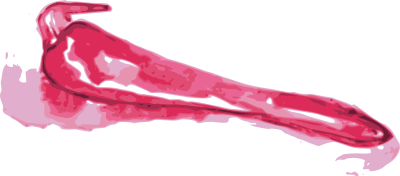 Red Pepper 2 clipart