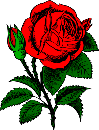 Red rose clipart