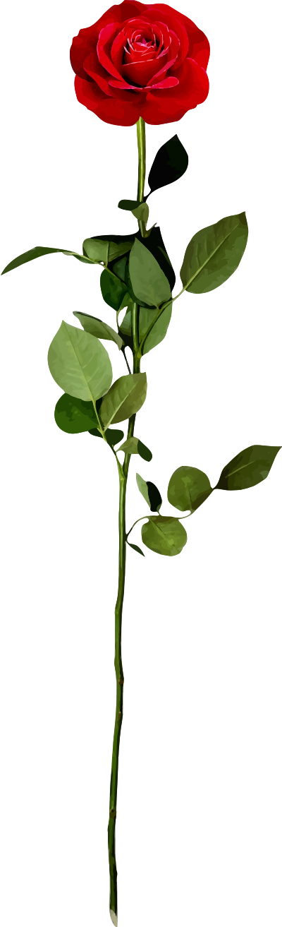 Red rose clipart