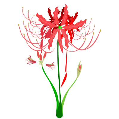 Red Spider Lily clipart