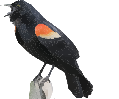 Red Winged Blackbird clipart