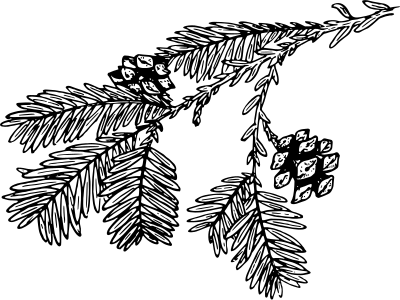 Redwood clipart