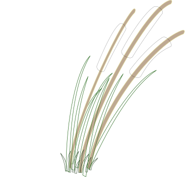 Reed clipart