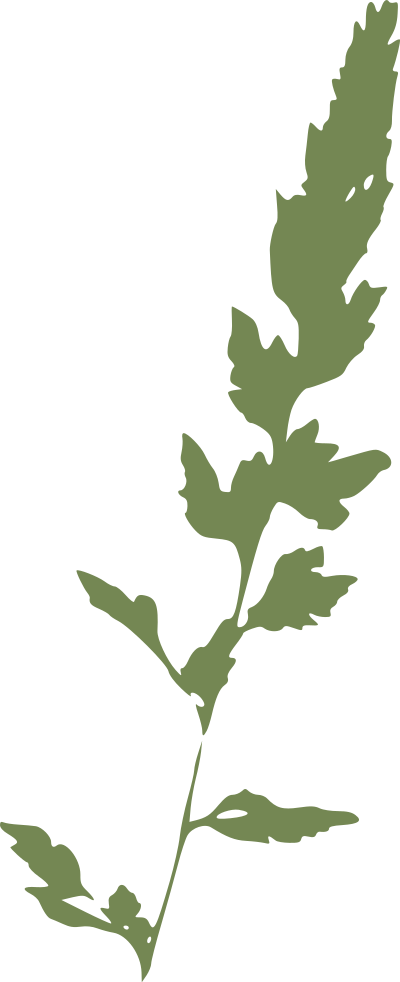 Reed Canary Grass clipart