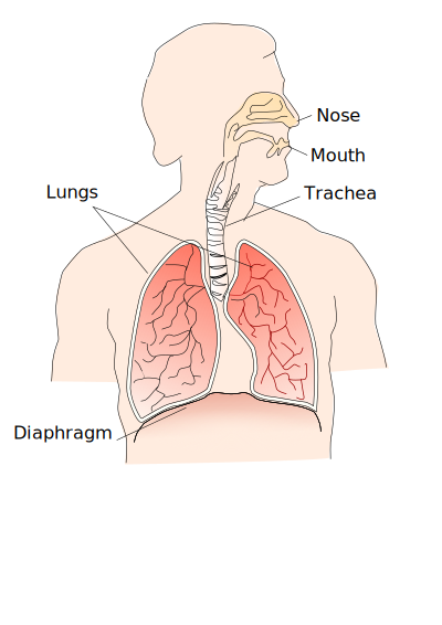 Respiratory system clipart
