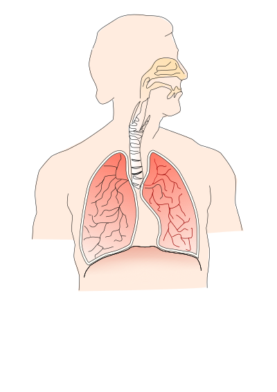 Respiratory system 2 clipart