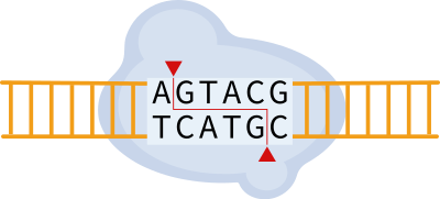 Restriction enzyme clipart