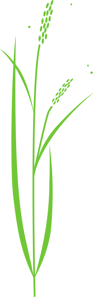 Rice plant clipart