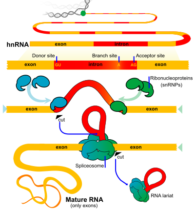 RNA Splicing clipart