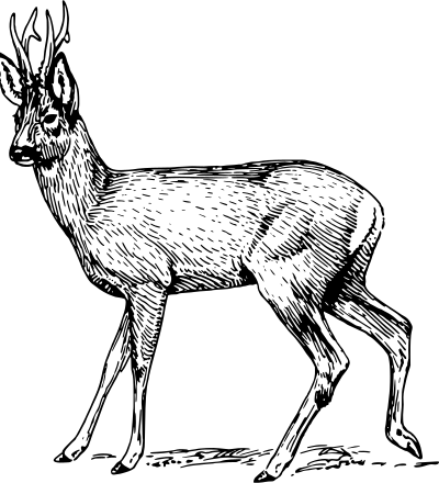 Roe clipart