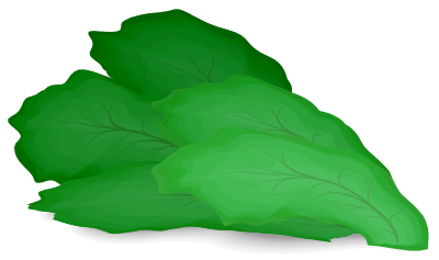 Romaine lettuce clipart