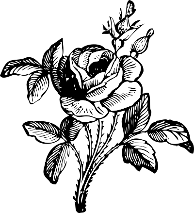 Rose clipart