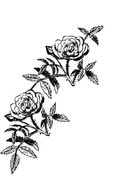 Rose decoration clipart